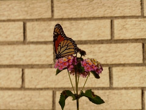 DSCN0709MA29631643-0023